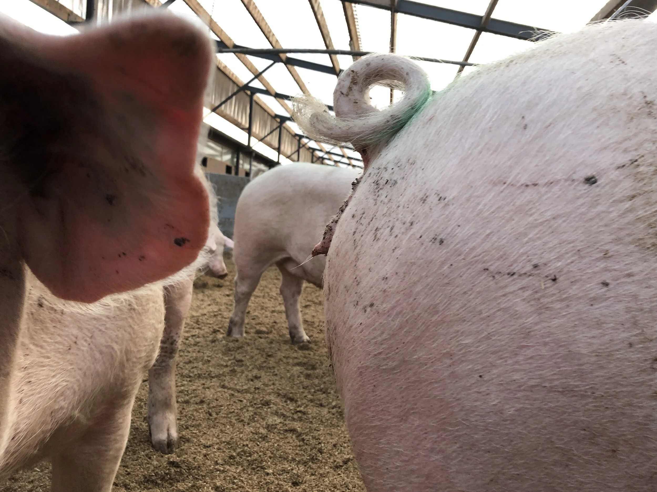 Intacte krulstaart bij vleesvarkens