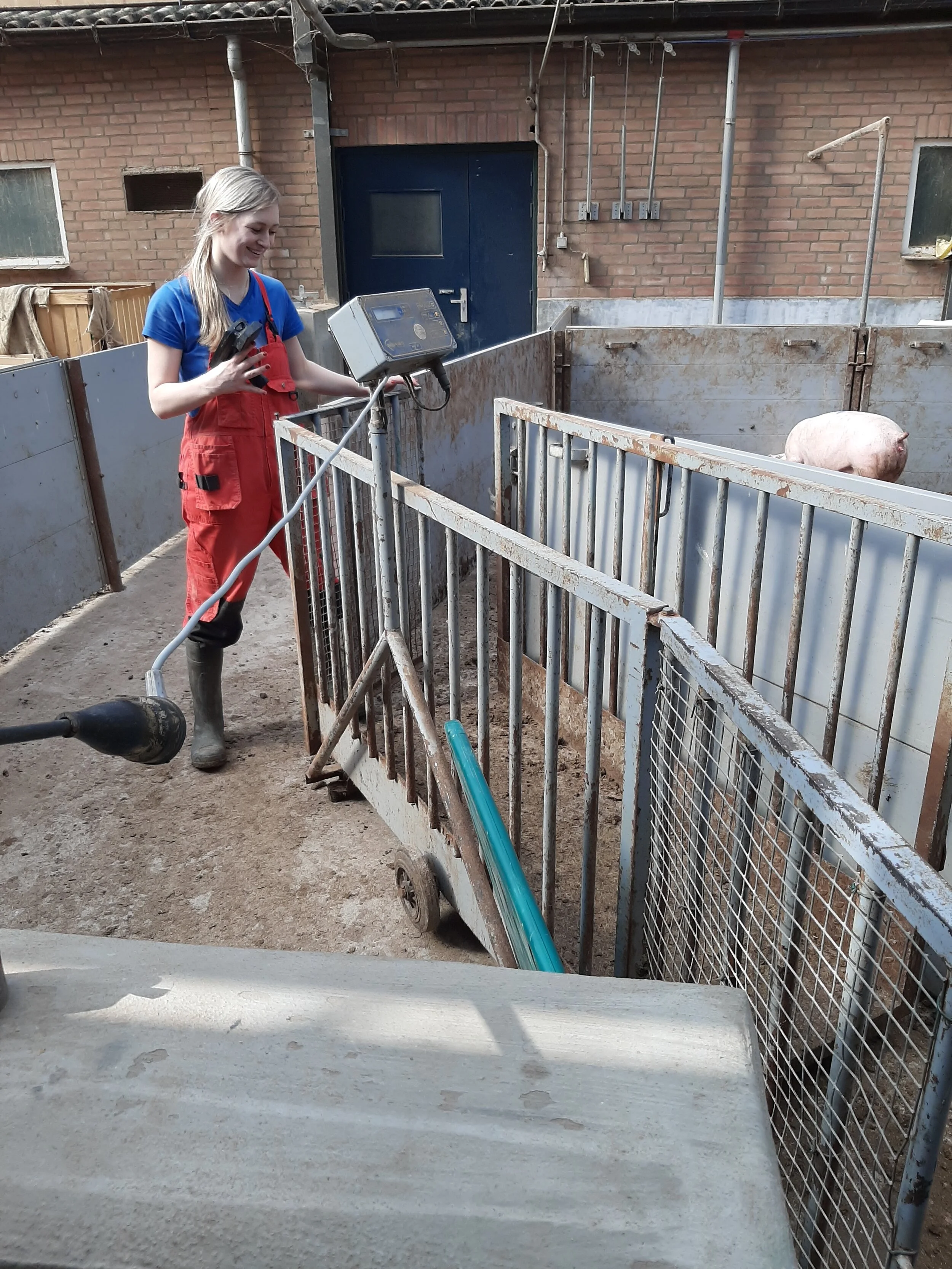 Stagiaire met weeg- en meetapparatuur in de stal