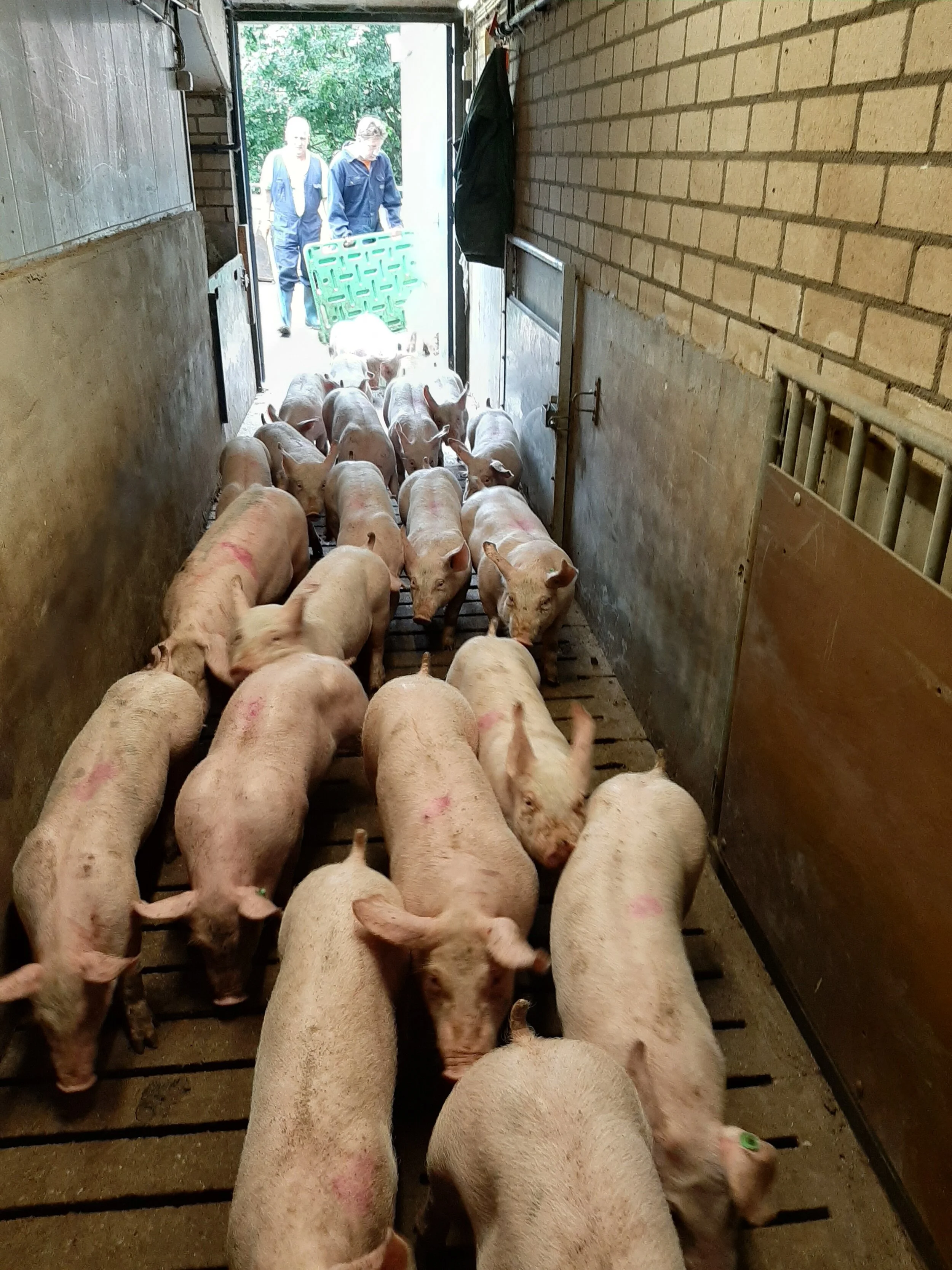 Vakantiewerk bij de dieren
