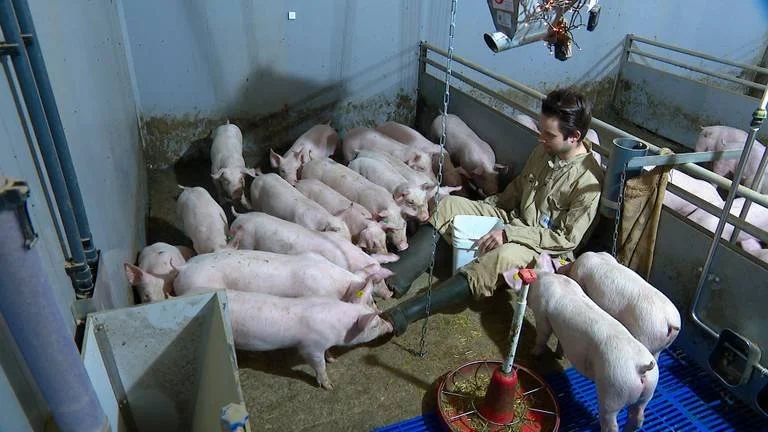 Jari wil varkens gelukkig maken met technische slimmigheden