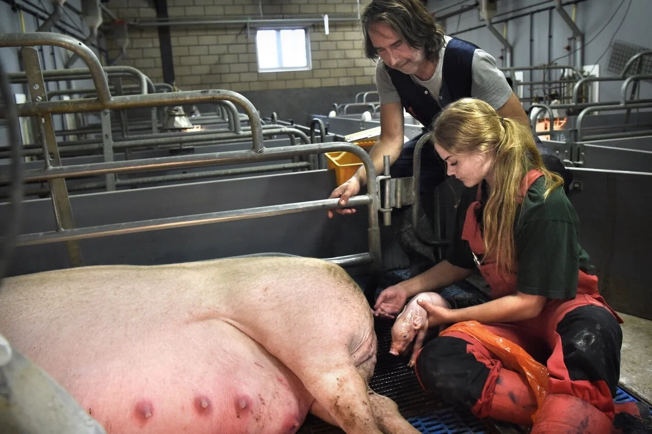 Jan Vogels & stagiaire in de kraamstal bij pasgeboren biggetje