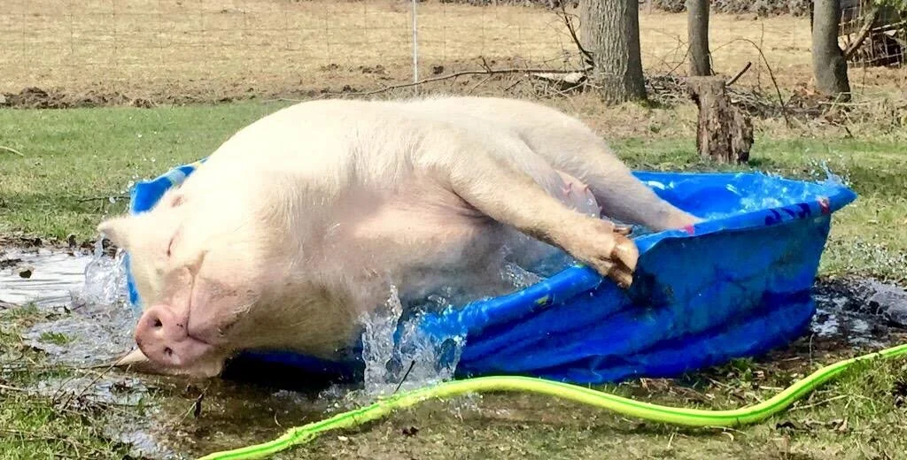 Varken geniet in een waterbadje ter verkoeling
