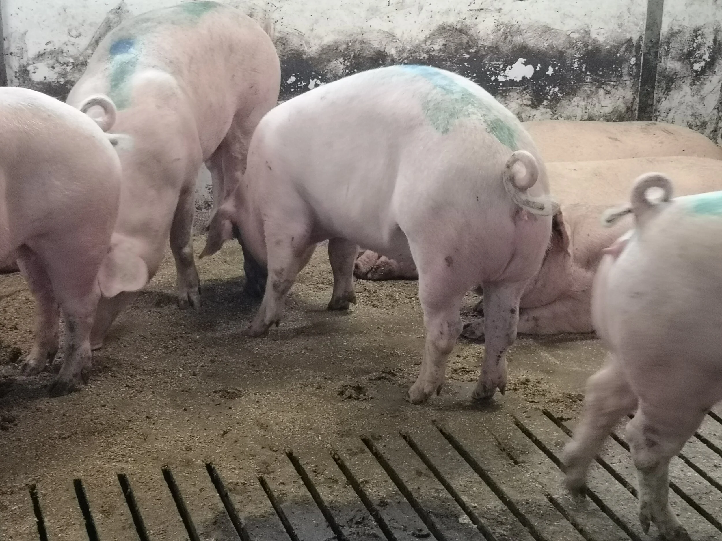 Varkens met intacte krulstaarten - werkgroep Lange Staarten