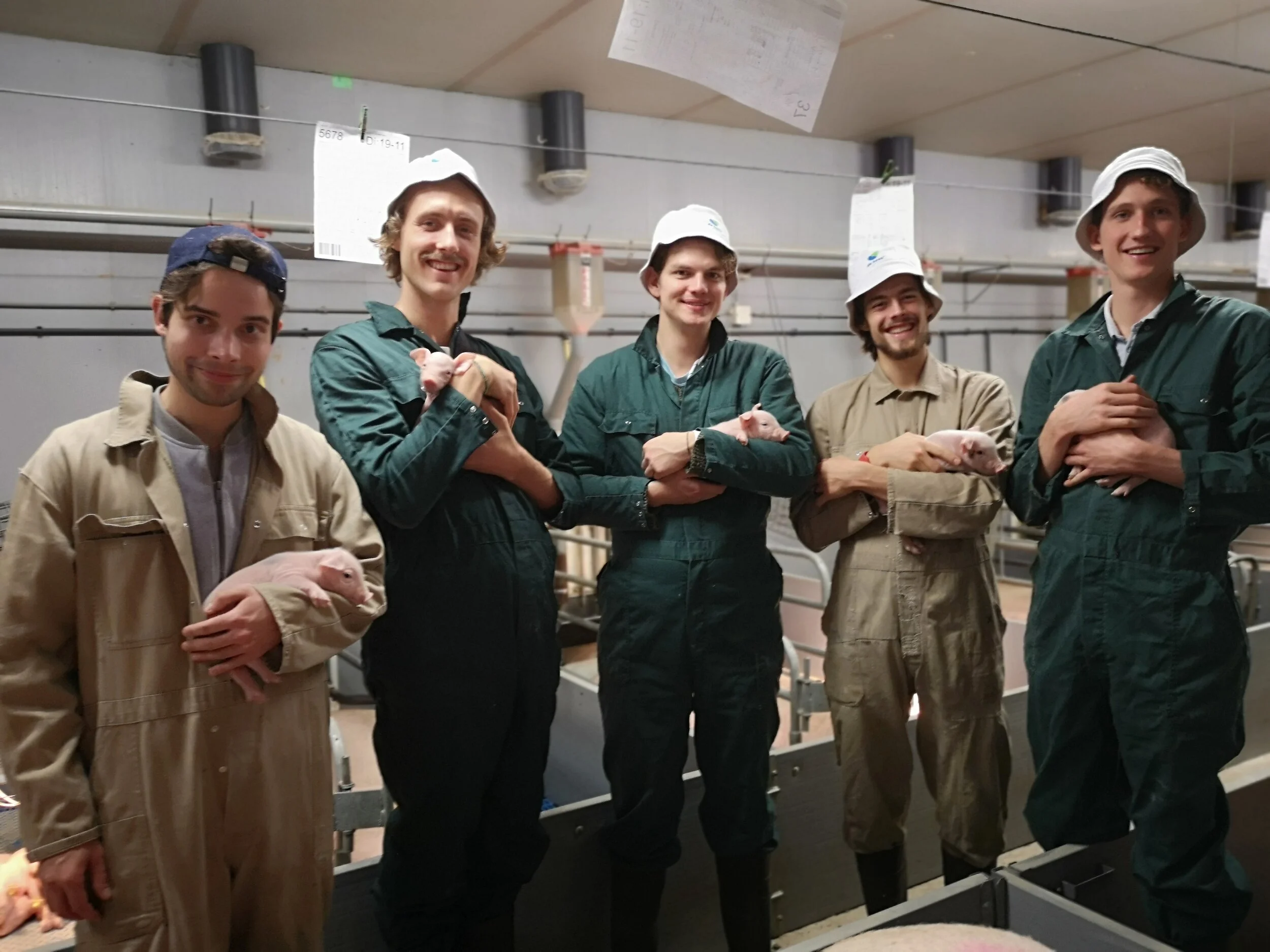 Stagiaires in bedrijfskleding met jonge biggetjes