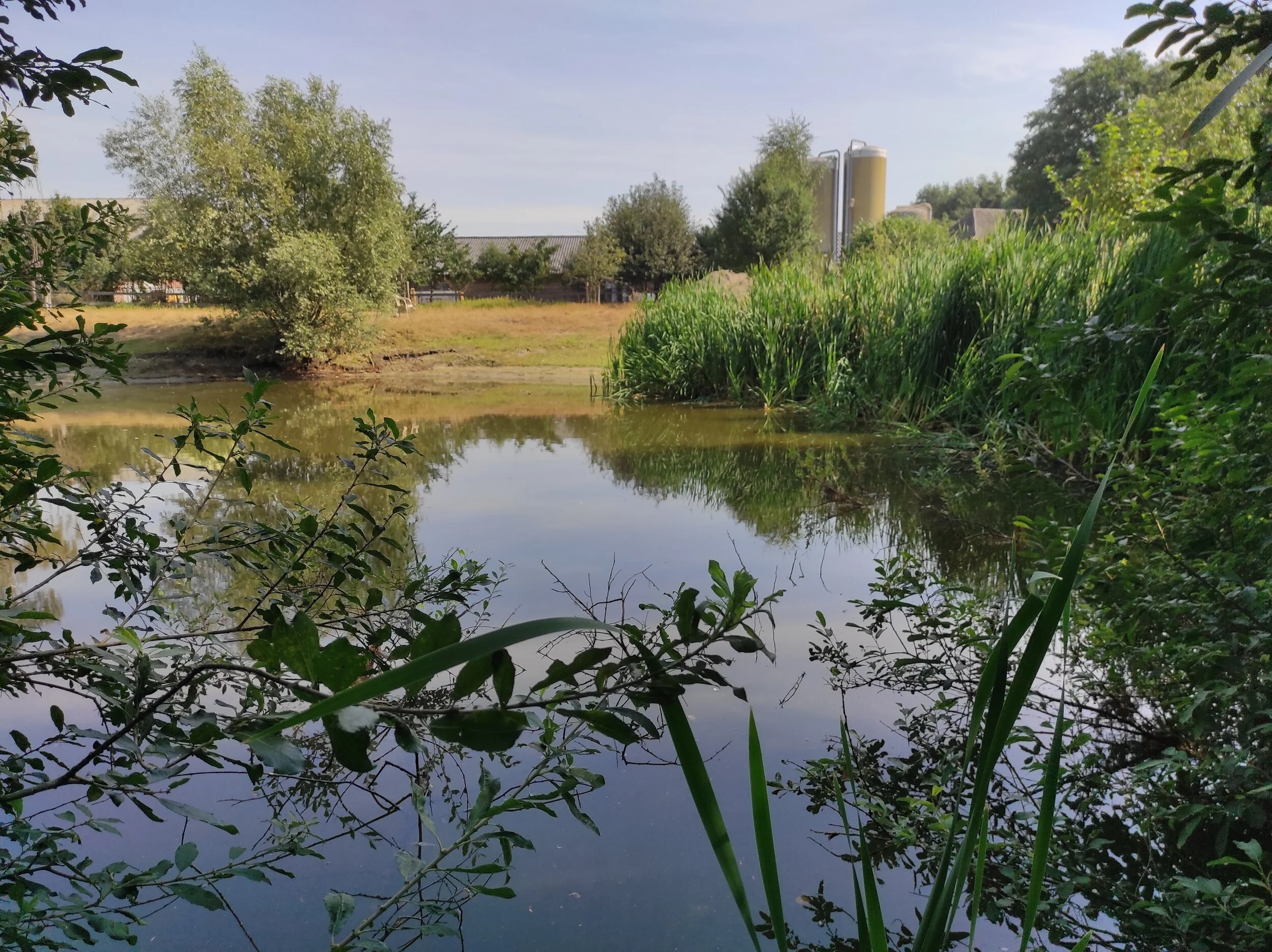 Aanplant en kikkerpoel