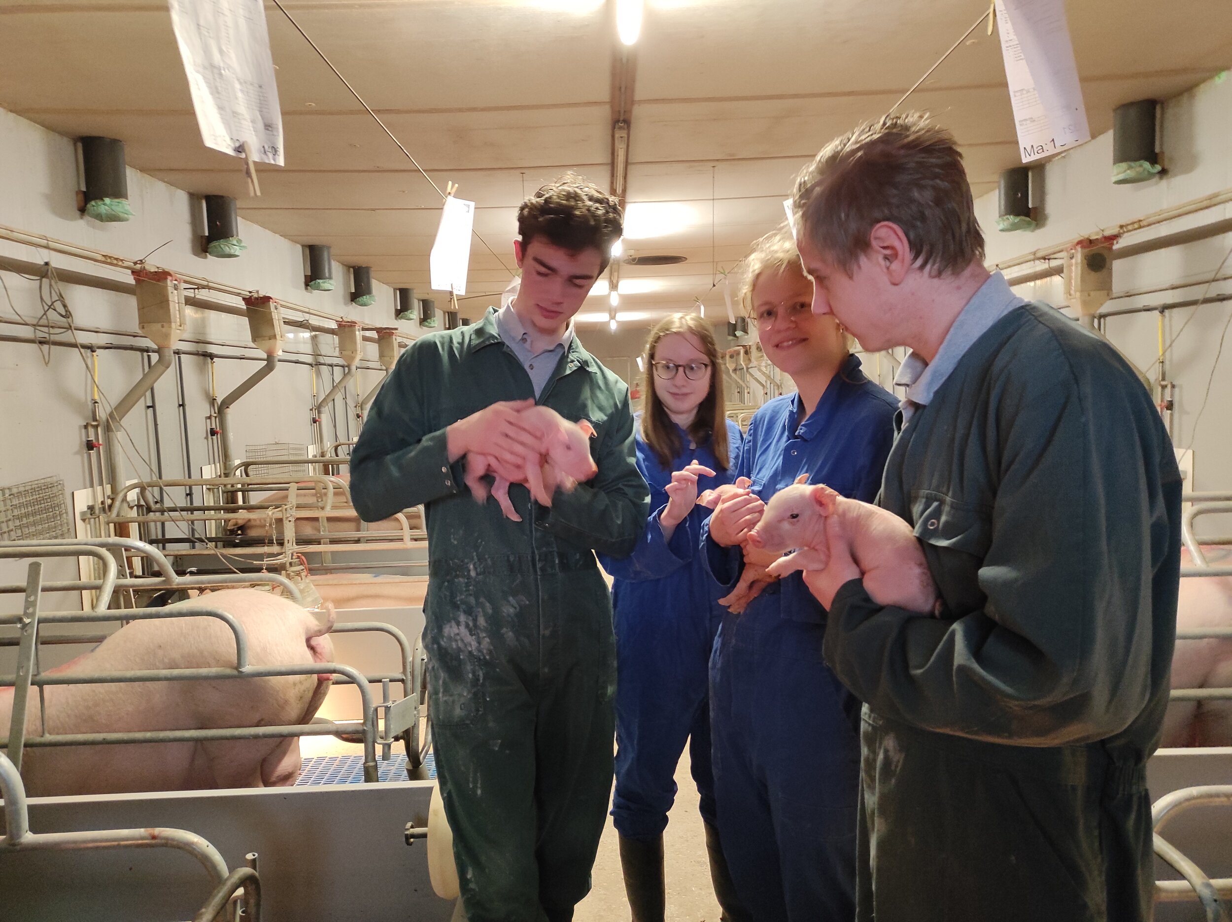 Stagiaire bij de vleesvarkens